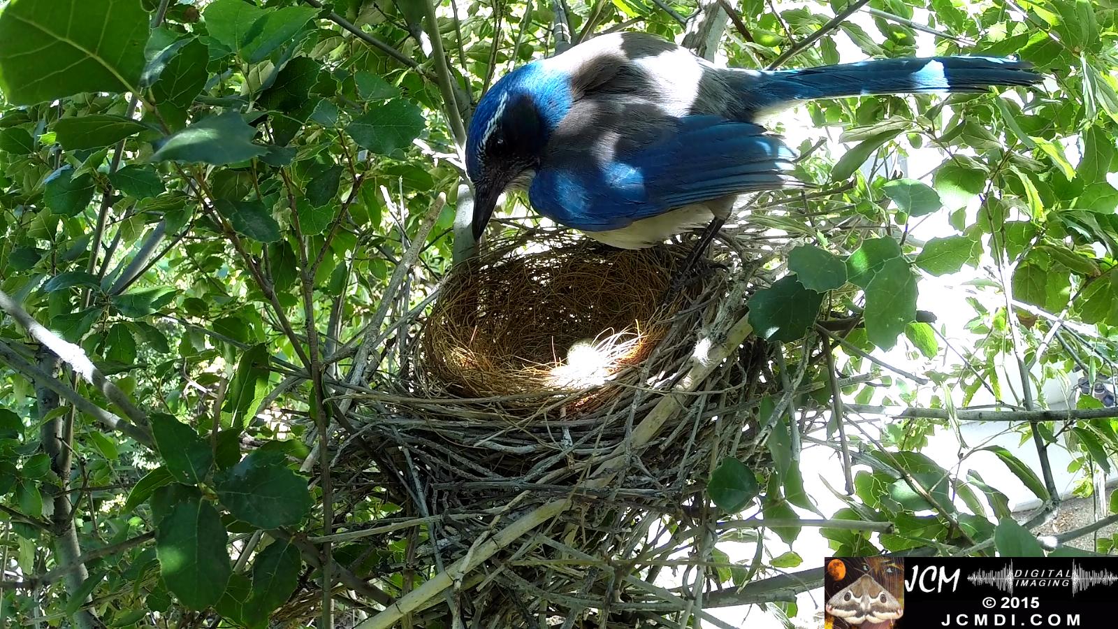 Scrub Jay nest and activity GoPro Hero3+ Black 3-3132015 Santa Clarita JCMDI.COM